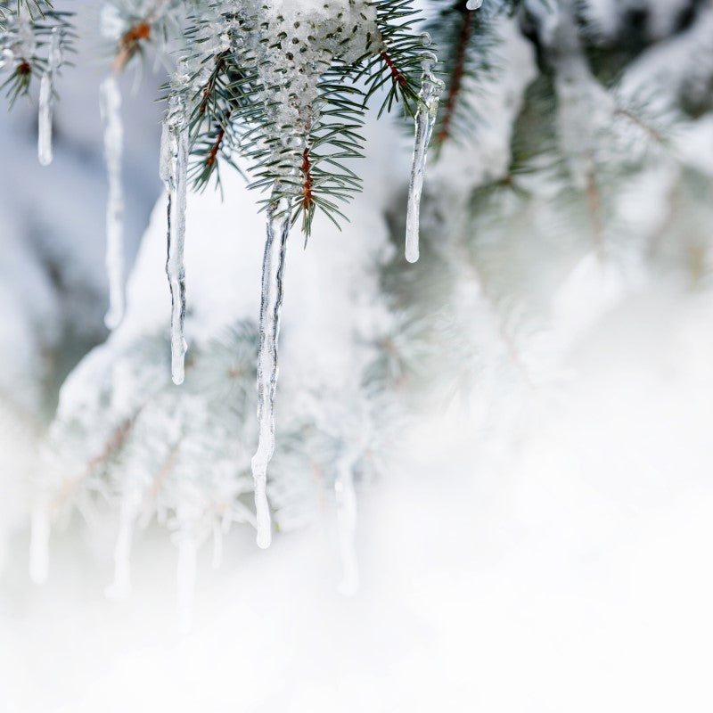 Icicles and Evergreen Fragrance Oil