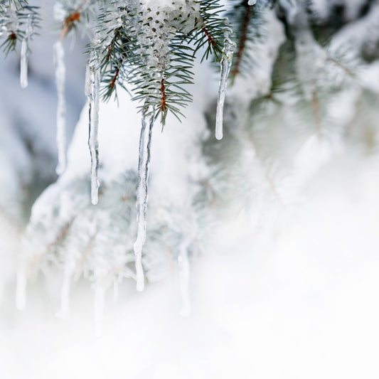 Icicles and Evergreen Fragrance Oil