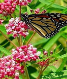 Butterfly Weed Orange-Red  - Mica Powder