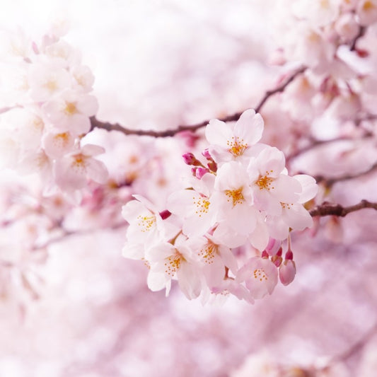 Japanese Cherry Blossom Fragrance Oil