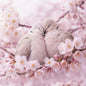 Two pale doves resting together on a branch surrounded by soft pink cherry blossoms. Imagine the scent of Japaneses Cherry Blossom Fragrance Oil
