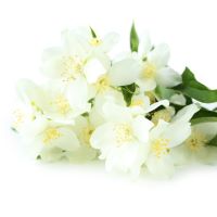 Jasmine rose floral fragrance oil
