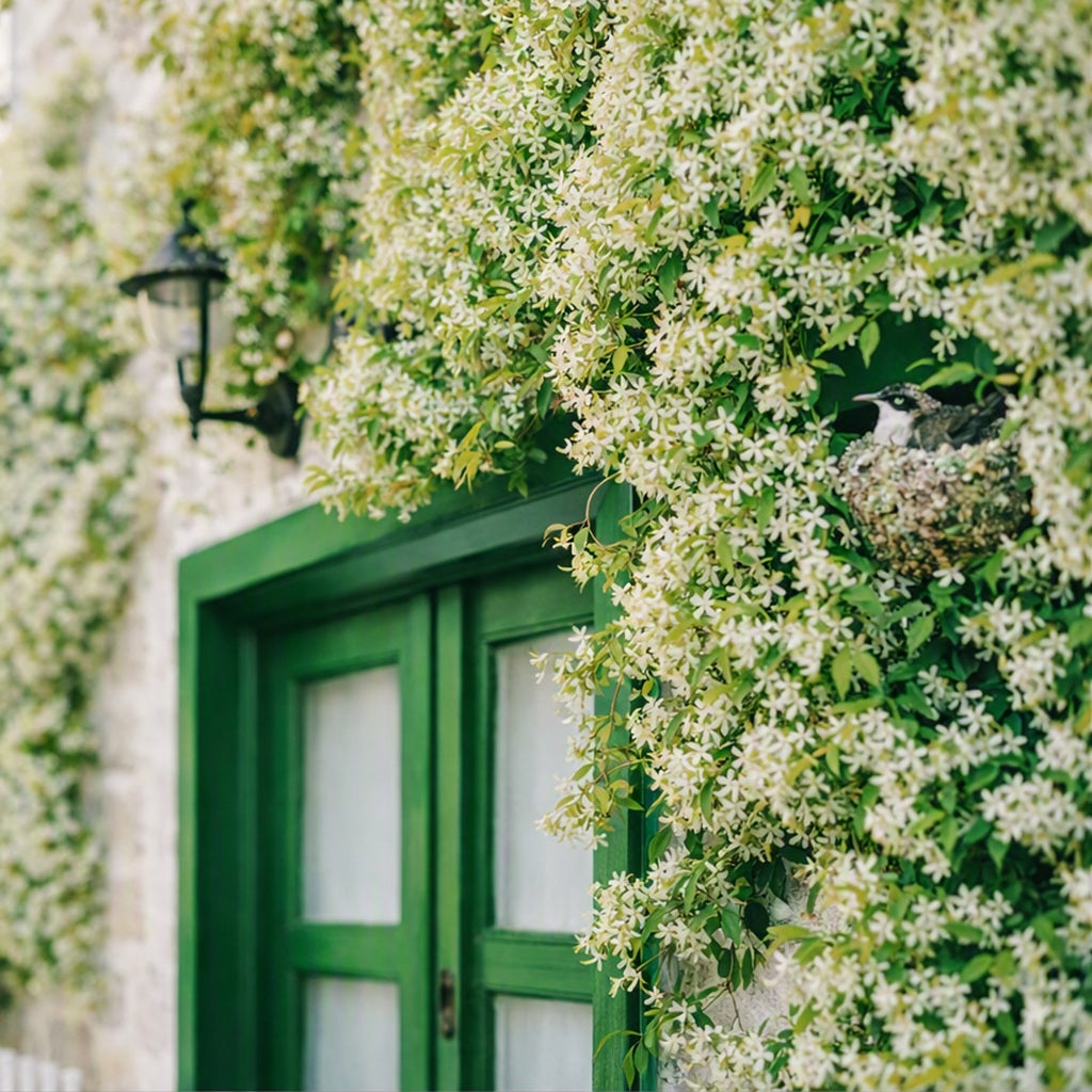 A close-up outdoor scene of dense jasmine flowers and green leaves covering a stone wall and green double door, with a small bird perched on the right side. Gives the idea of an intense Jasmine Fragrance Oil.