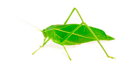 Katydid Green Gold - Mica Powder