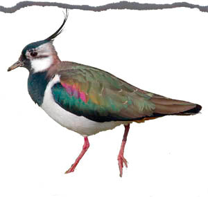 Lapwing Olive - Mica Powder