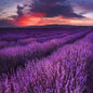 Lavender Fields for the fragrance oil