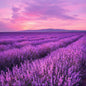 A scenic landscape print of a lavender field under a pink and purple sunset sky, with distant mountains on the horizon. Smells like Lavender Fields Fragrance Oil.