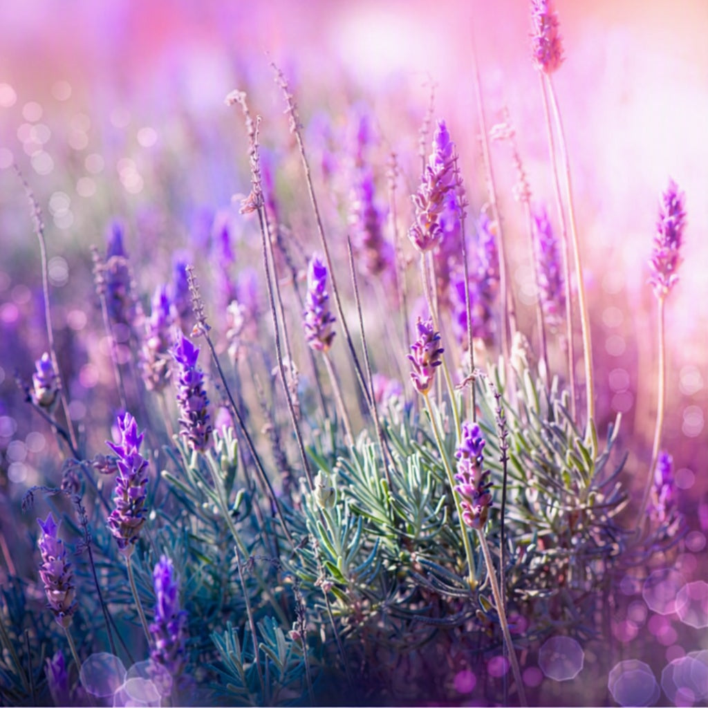 A close-up, dreamy photograph of lavender plants in full bloom, featuring purple flower spikes and green-gray foliage set against a soft pink and purple  background. Gives the feel for what the Lavender Fragrance Oil smells like.