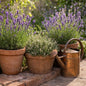Three terracotta flower pots filled with green and purple lavender plants and thyme arranged on a stone patio next to a vintage copper watering can. To give the idea of Lavender Thyme Fragrance Oil.