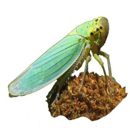 Leaf Hopper Green - Mica Powder