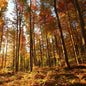 Leaves Fragrance Oil - Coming Soon!