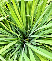 Lemongrass plant