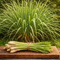 A tied bundle of fresh green onions or lemongrass stalks resting on a rustic wooden board, with a blurred patch of the same grass in the background. Depicts Lemongrass Fragrance Oil.