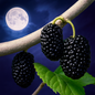 Mulberry and Moonbeams™ Fragrance Oil | Candle Wax Melt Supplies | Dark Sweet Fruity Wine Scent