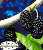 Newsflash - Mulberry and Moonbeams