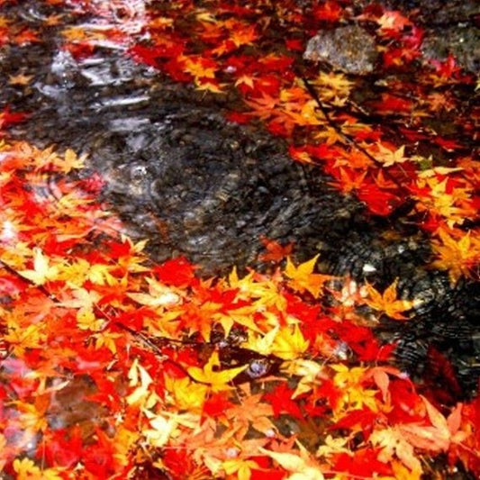 November Rain - Fragrance Oil - Coming Soon!