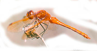 Orange Meadowhawk - Mica Powder