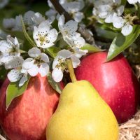 pear and white blossoms