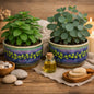A green peppermint and a  green eucalyptus plant in decorative ceramic pots with blue and green patterns, arranged on a wooden surface with spa-style props including a small bottle of oil, soap brush, stones, and lit candles. To give the feel for the smell of Peppermint and Eucalyptus Fragrance Oil
