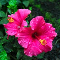Rainforest Hibiscus Fragrance Oil