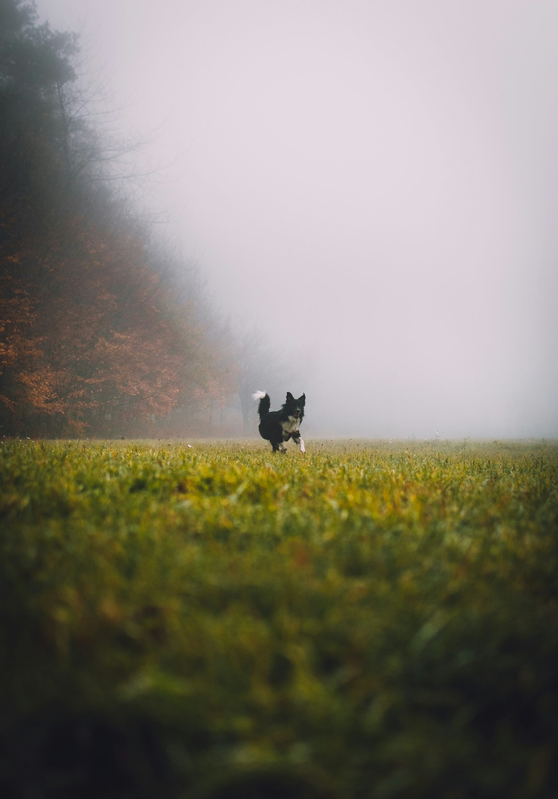 Boarder Collie bounding through rainy meadow flowers gives the feel for Rainswept Meadow Fragrance Oil