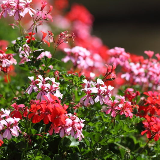 Rose Geranium Fragrance Oil - New!