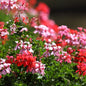 Rose Geranium Fragrance Oil - Coming Soon!