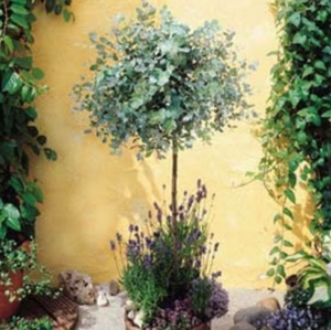 Newsflash - Eucalyptus Ivy