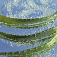 Sea salt and agave fragrance oil