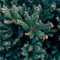 Silver Spruce fir cedar fragrance oil