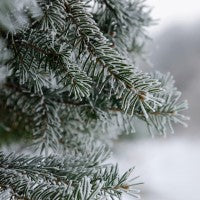 White sugar like coating on spruce trees fragrance oil