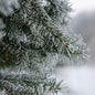 White sugar like coating on spruce trees fragrance oil