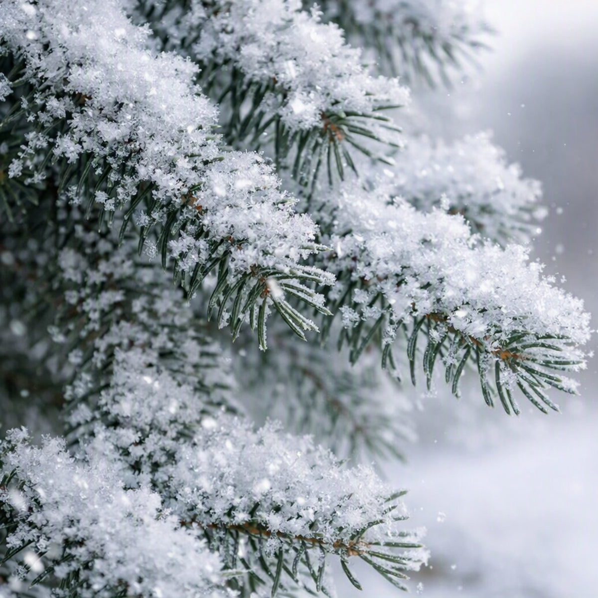 Close-up of snow-covered evergreen branches with green needles and heavy white snowfall, set against a soft blurred winter background. The smell of Sugared Spruce Fragrance oil is felt from this picture.