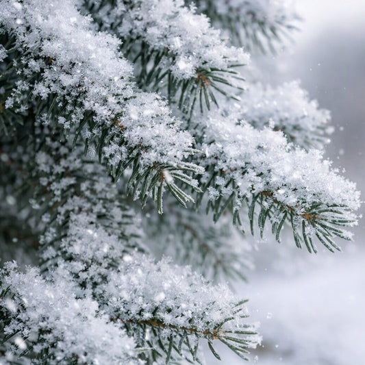 Close-up of snow-covered evergreen branches with green needles and heavy white snowfall, set against a soft blurred winter background. The smell of Sugared Spruce Fragrance oil is felt from this picture.