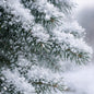 Close-up of snow-covered evergreen branches with green needles and heavy white snowfall, set against a soft blurred winter background. The smell of Sugared Spruce Fragrance oil is felt from this picture.