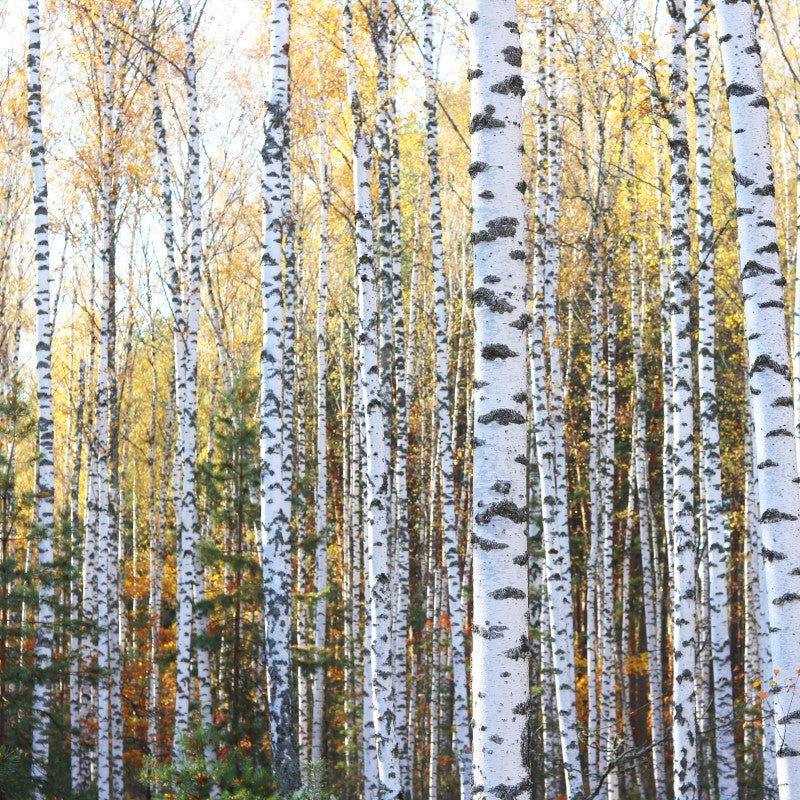 Vanilla Birch - Fragrance Oil - Coming Soon!