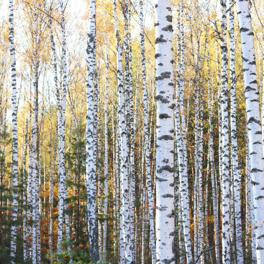 Vanilla Birch - Fragrance Oil - Coming Soon!