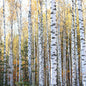 Vanilla Birch - Fragrance Oil - Coming Soon!