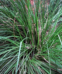 Vetiver plant