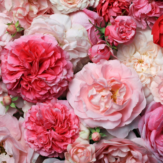 Victorian Rose fragrance oil floral rose