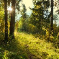 Sunlight filtering through trees in a forest as a walk in the woods