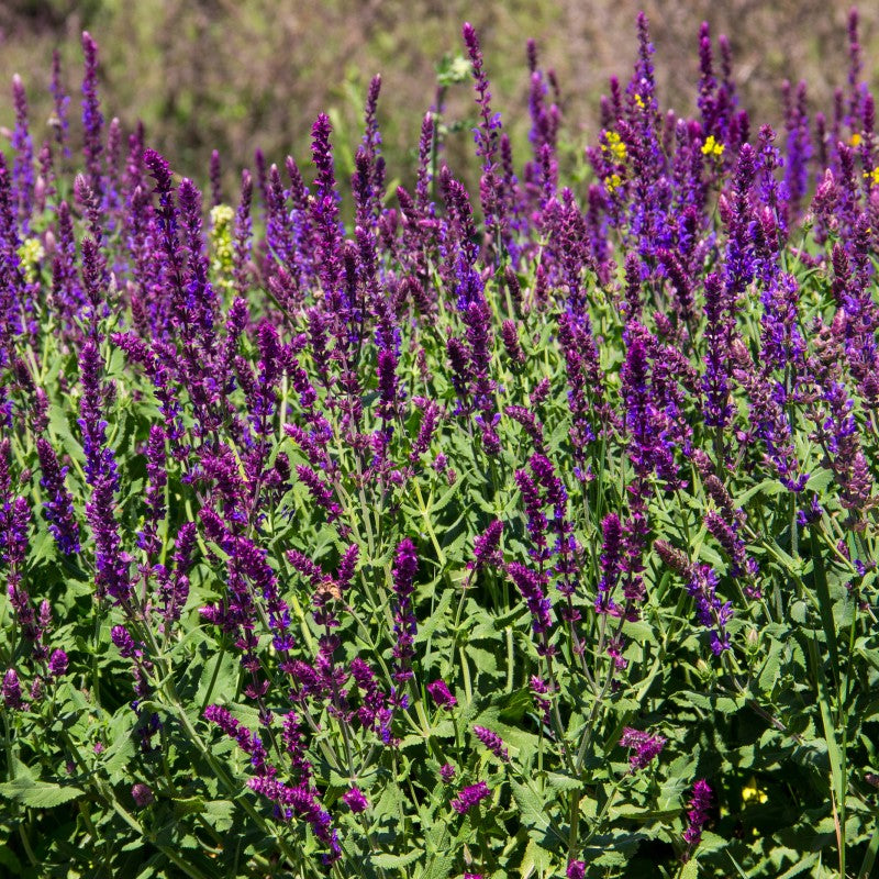 Wild Sage Aloe - Coming Soon!