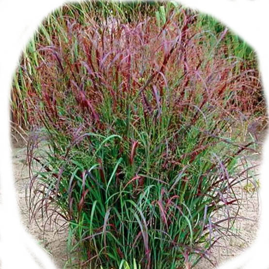 Wine Switchgrass - Mica Powder