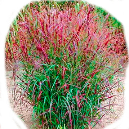 Wine Switchgrass - Mica Powder