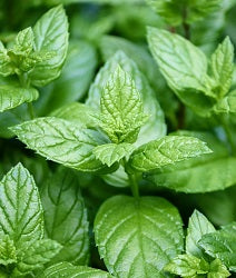 Peppermint leaves