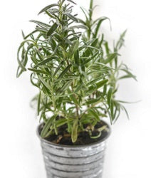 Rosemary plant