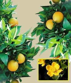 Lemon Orange Blossom Essential Oil Jar Candle