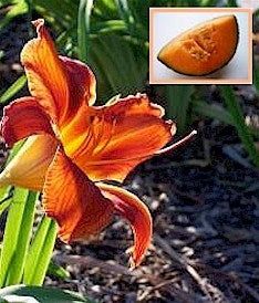 Tigerlily and Cantaloupe™ - candle-cocoon