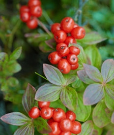 Bunchberry plant with red berries used to describe the fragrance oil
