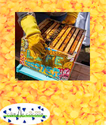 Hyoola 1 Lb. Candle Making Cosmetic BeesWax Pellets Yellow – Bemis Honey  Bee Farm